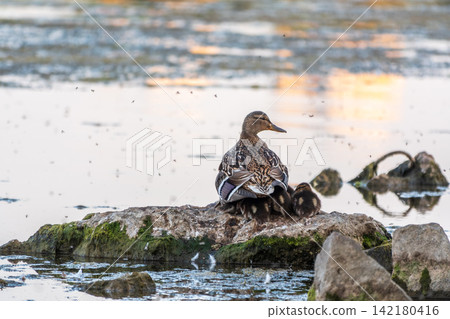 Adult duck with many ducklings sits on green shore of pond 142180416