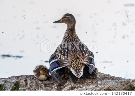 Adult duck with many ducklings sits on green shore of pond Adult duck with many ducklings sits on green shore of pond 142180417