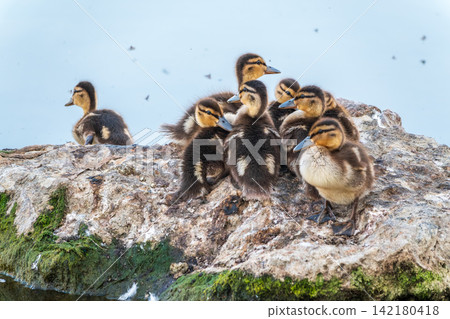 Cute little ducklings sits on a lake coast Cute little ducklings sits on a lake coast 142180418