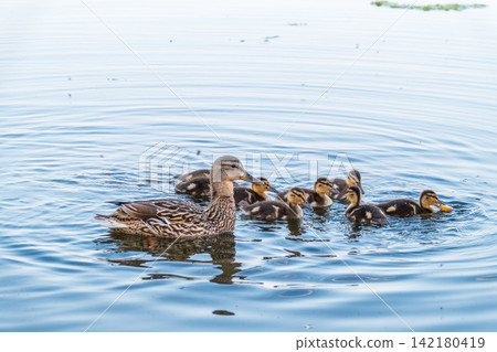 A family of ducks, a duck and its little ducklings are swimming in the water. The duck takes care of its newborn ducklings. Mallard, lat. Anas platyrhynchos A family of ducks, a duck and its little ducklings are swimming in the water. The duck takes care of its newborn ducklings. Mallard, lat. Anas platyrhynchos 142180419