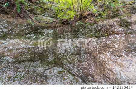 Hillside cross section reveals layered soil and rock beneath dense greenery. Exposed roots and erosion patterns highlight nature slow sculpting over time Hillside cross section reveals layered soil and rock beneath dense greenery. Exposed roots and erosion patterns highlight nature slow sculpting over time 142180434