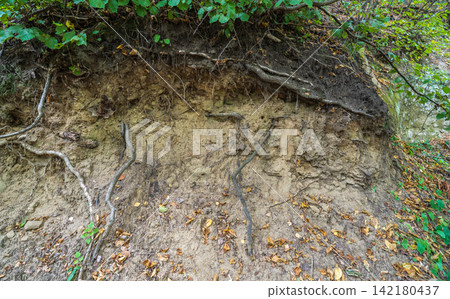 Hillside cross section reveals layered soil and rock beneath dense greenery. Exposed roots and erosion patterns highlight nature slow sculpting over time Hillside cross section reveals layered soil and rock beneath dense greenery. Exposed roots and erosion patterns highlight nature slow sculpting over time 142180437