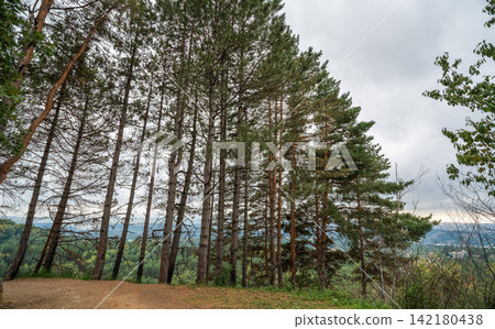 Pine forest with tall straight tree trunks and scattered undergrowth. Outdoor forest photography. 142180438