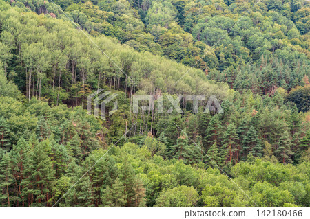 Summer Mountains Landscape with Green forest. Summer Mountains Landscape with Green forest. 142180466