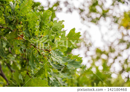 Oak branches with yellow leaves in autumn park Oak branches with yellow leaves in autumn park 142180468