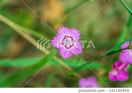 Beautiful hot pink carnation field flowers, Dianthus Campestris, close up, selected focus. Beautiful hot pink carnation field flowers, Dianthus Campestris, close up, selected focus. 142180469