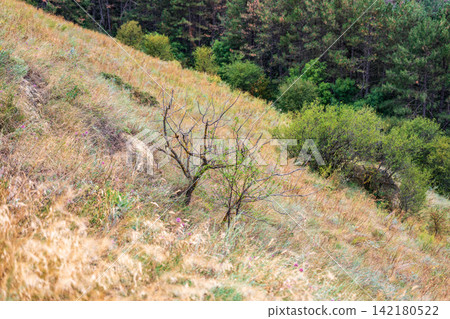 Dry branches on green background Dry branches on green background 142180522