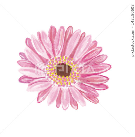 Illustration of a pink gerbera (2) Illustration of a pink gerbera (2) 142180608