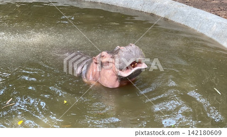 Hippo with Mouth Slightly Open While in Water 142180609