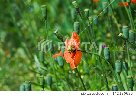 有毒植物罌粟(Papaver dubium)也是城市地區的問題。 有毒植物罌粟(Papaver dubium)也是城市地區的問題。 142180656
