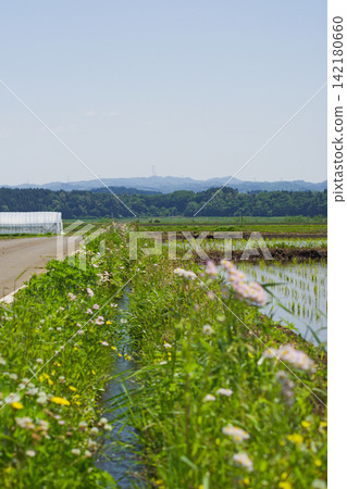 拍攝於福島縣中島村的鄉村風景。 拍攝於福島縣中島村的鄉村風景。 142180660