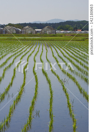 A rural landscape photographed in Nakajima Village, Fukushima Prefecture. A rural landscape photographed in Nakajima Village, Fukushima Prefecture. 142180663
