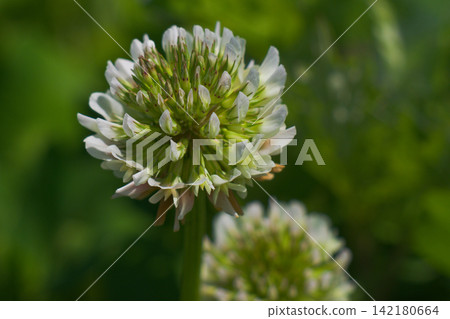 White clover. Also known as clover, it is a legume plant. In agriculture, it is sometimes used as green manure. White clover. Also known as clover, it is a legume plant. In agriculture, it is sometimes used as green manure. 142180664