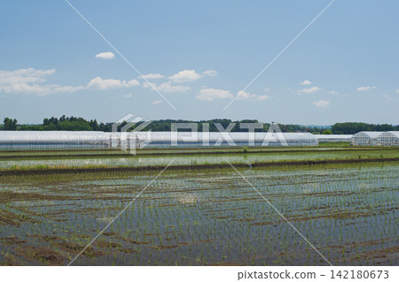 Tomato greenhouse cultivation, commonly seen in Fukushima Prefecture (photographed in Nakajima Village) Tomato greenhouse cultivation, commonly seen in Fukushima Prefecture (photographed in Nakajima Village) 142180673