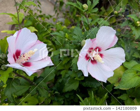 Two white hibiscus flowers stand out against the green leaves. 142180809