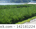 Restoration of Takada Matsubara in Rikuzentakata City, Iwate Prefecture Restoration of Takada Matsubara in Rikuzentakata City, Iwate Prefecture 142181224