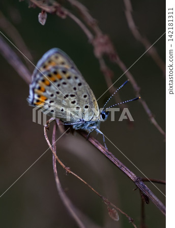 Close-up of a butterfly on a twig Close-up of a butterfly on a twig 142181311