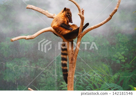 Red-beaked bear Red-beaked bear 142181546