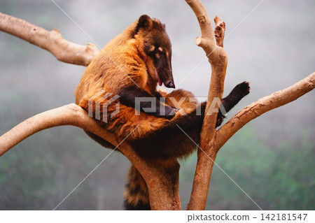 Red-beaked bear Red-beaked bear 142181547