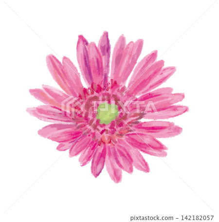 粉紅色非洲菊插圖（3） 142182057