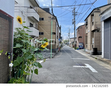 回家路上的向日葵 回家路上的向日葵 142182085