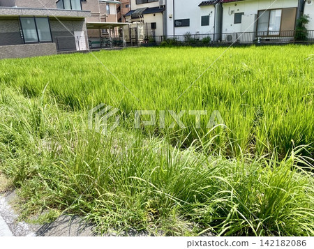 Summer rice field Summer rice field 142182086