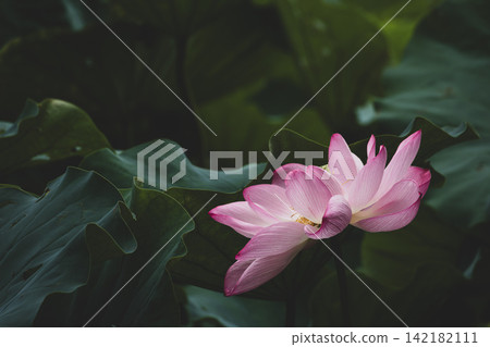 Pink lotus flowers emerge from the dark lotus pond. Pink lotus flowers emerge from the dark lotus pond. 142182111
