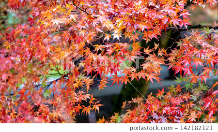 Dense red maple leaves Dense red maple leaves 142182121