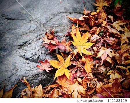 Dead autumn leaves Dead autumn leaves 142182129