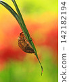 A cicada's exoskeleton clings to a blade of grass, with autumn colors as its backdrop. 142182194
