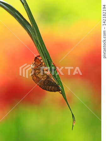 A cicada's exoskeleton clings to a blade of grass, with autumn colors as its backdrop. A cicada's exoskeleton clings to a blade of grass, with autumn colors as its backdrop. 142182194