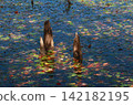 A decaying tree stump surrounded by water lily leaves and fallen leaves floating on Kannon Pond. 142182195