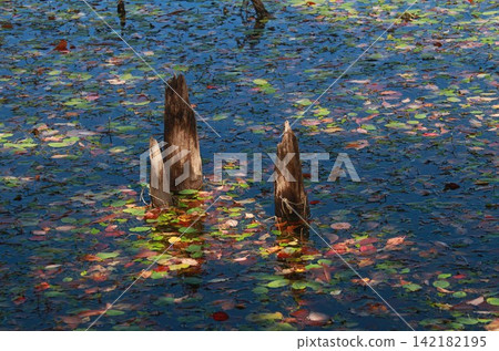A decaying tree stump surrounded by water lily leaves and fallen leaves floating on Kannon Pond. A decaying tree stump surrounded by water lily leaves and fallen leaves floating on Kannon Pond. 142182195
