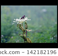 A small bird perched on an angelica flower in a misty plateau. 142182196