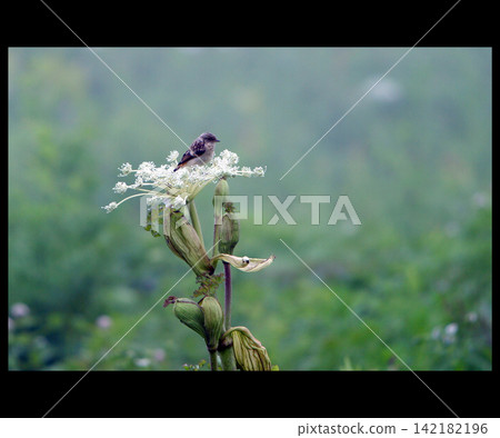 A small bird perched on an angelica flower in a misty plateau. A small bird perched on an angelica flower in a misty plateau. 142182196