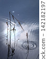 Concentric ripples and withered reeds spread across the calm surface of the lake in Ura-Bandai. 142182197