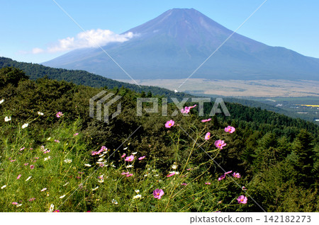 初秋時節,從山梨縣忍野村的二曲峠眺望波斯菊和富士山。 初秋時節,從山梨縣忍野村的二曲峠眺望波斯菊和富士山。 142182273