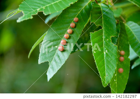 Quercus acutissima leaves with galls caused by the gall fungus Quercus acutissima. Quercus acutissima leaves with galls caused by the gall fungus Quercus acutissima. 142182297