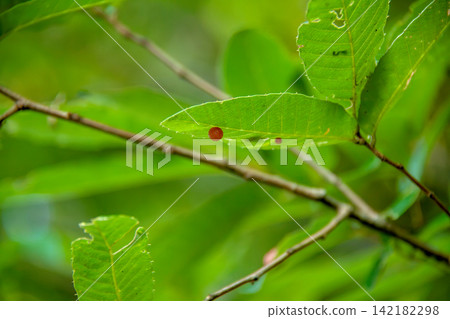 Quercus acutissima leaves with galls caused by the gall fungus Quercus acutissima. Quercus acutissima leaves with galls caused by the gall fungus Quercus acutissima. 142182298