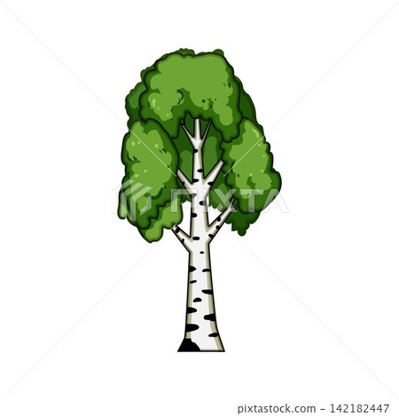 Birch tree illustration with green leaves isolated Birch tree illustration with green leaves isolated 142182447