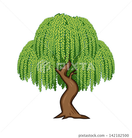 Weeping willow tree illustration with lush green foliage Weeping willow tree illustration with lush green foliage 142182500
