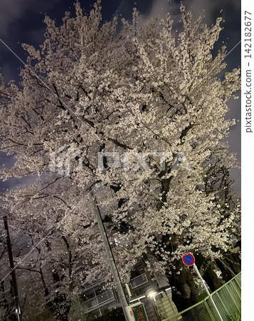 晚上抬頭看櫻花 晚上抬頭看櫻花 142182677
