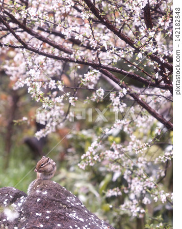 花和花栗鼠 142182848