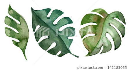 Watercolor tropical monstera and palm leaves collection in green jungle foliage set 142183035