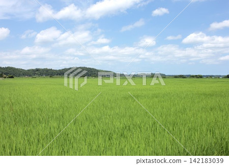 In the middle of summer, in Senzaki, Sakura City, Chiba Prefecture, the rice paddies are a beautiful green, bathed in sunlight. In the middle of summer, in Senzaki, Sakura City, Chiba Prefecture, the rice paddies are a beautiful green, bathed in sunlight. 142183039