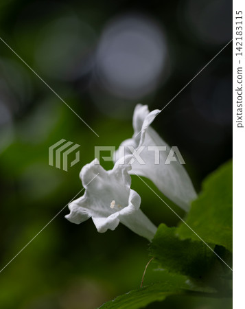 白花風鈴草 白花風鈴草 142183115