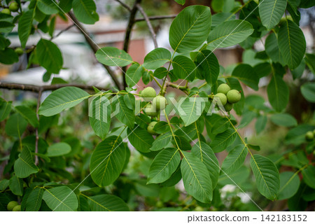 Walnut tree in full bloom, focusing on a developing cluster of walnuts and lush foliage Walnut tree in full bloom, focusing on a developing cluster of walnuts and lush foliage 142183152