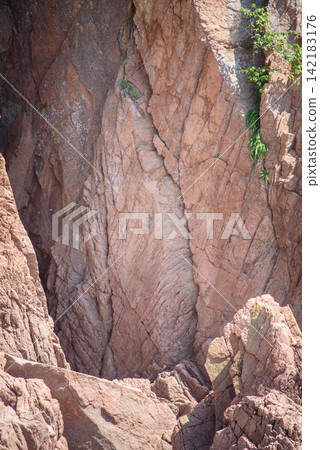 Rugged rock formation with a vertical, textured surface and a small green plant clinging to it Rugged rock formation with a vertical, textured surface and a small green plant clinging to it 142183176