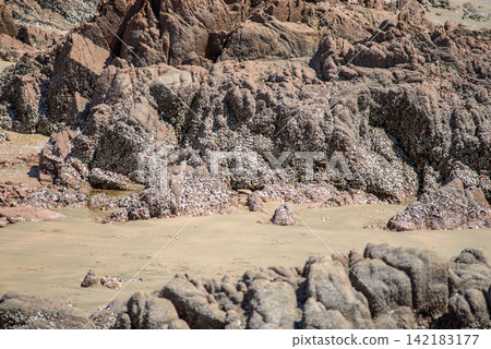 Textured rock formation with embedded marine life patterns contrasting against earthy tones 142183177