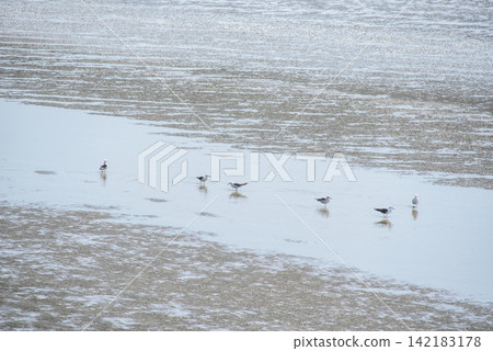 Gulls on a vast expanse of shallow wet sand or mudflats Gulls on a vast expanse of shallow wet sand or mudflats 142183178